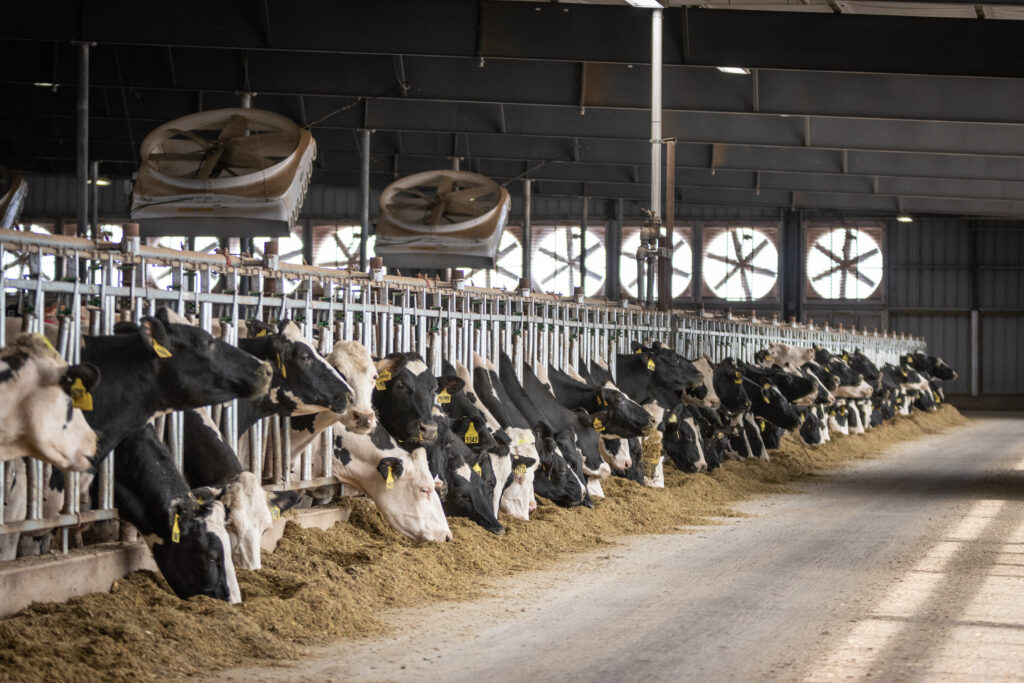 Dairy Feeding Technology Opportunities and Challenges