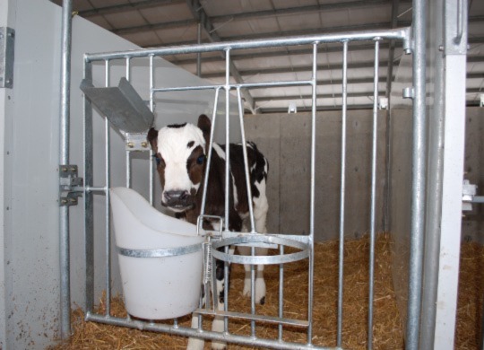 The Effect of Heat Stress on Dairy Calves