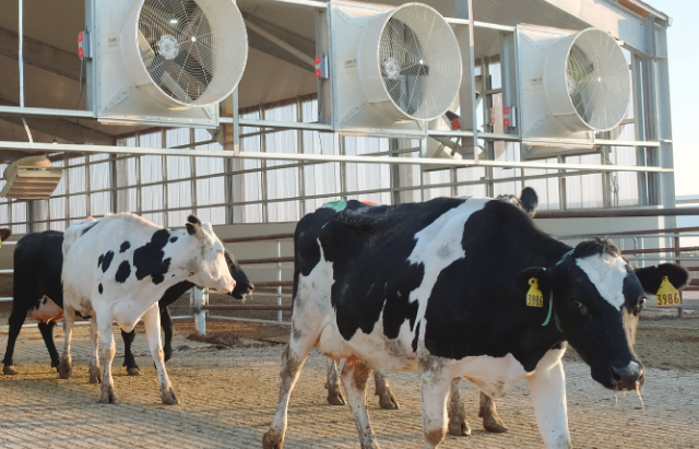 How Appropriate Ventilation and Heat Stress Mitigation Can Aid Milk Production Recovery Following High THI Conditions