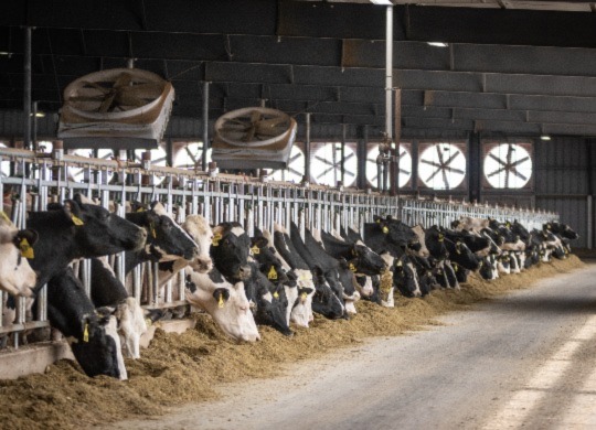 Improve Your Barn Environment to Increase Animal Welfare