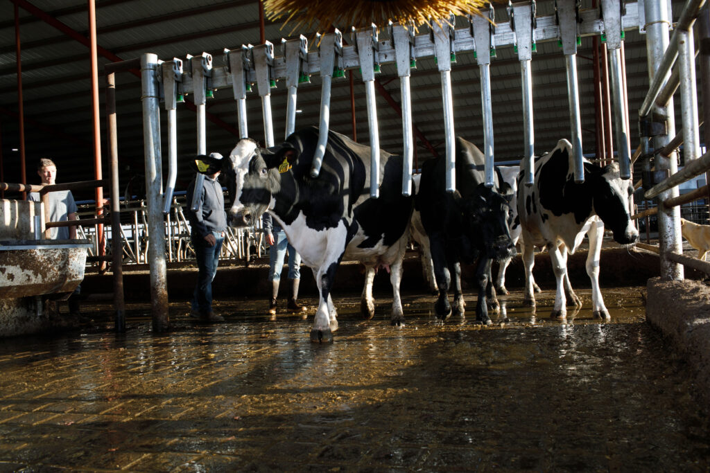 An Environment for Healthy Cows with Proper Hoof Health