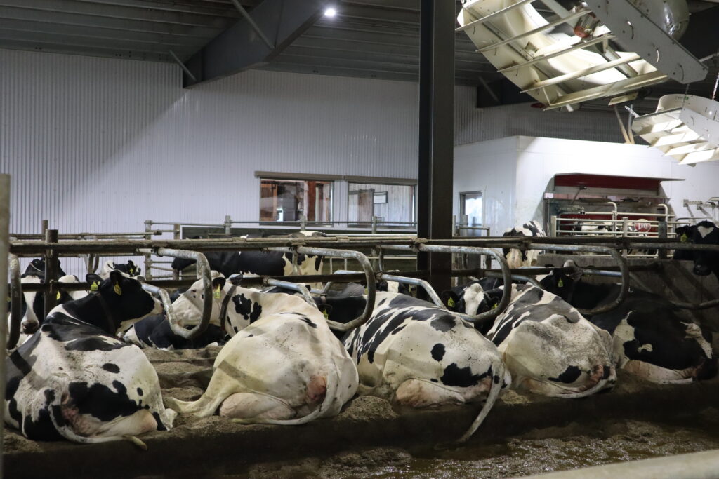 The Value of Ventilation in Your Dairy Barn