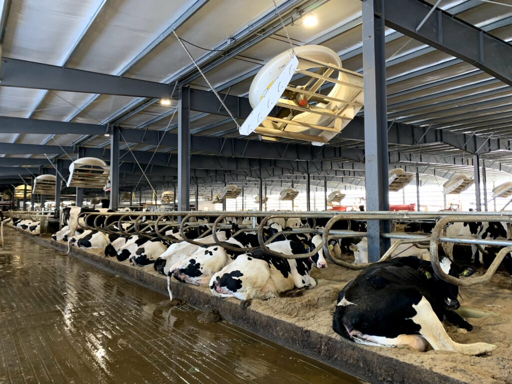 ECV Fans: Superior Choice for Dairy Producers