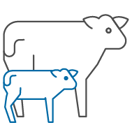 cow calf icon